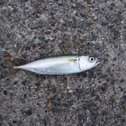 シーバスのはずが・・・