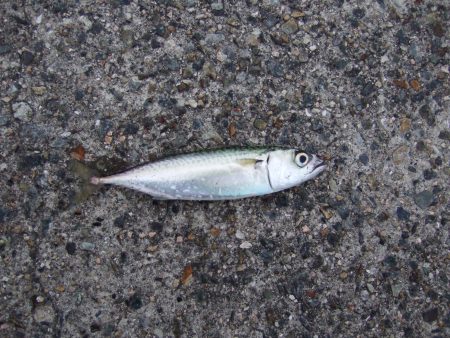 シーバスのはずが・・・