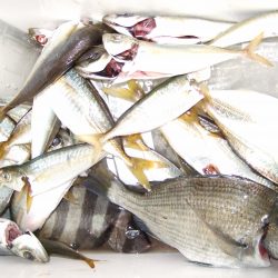 アジ　良型も。