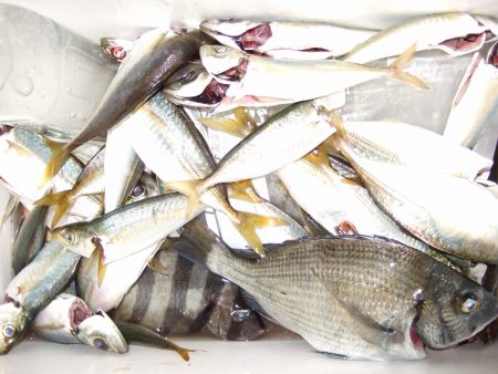 アジ　良型も。