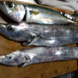 太刀魚、サバ、アジ、イワシ。