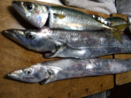 太刀魚、サバ、アジ、イワシ。