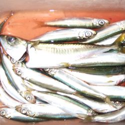 大太刀初ＧＥＴ！