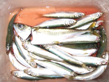 大太刀初ＧＥＴ！