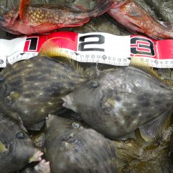 磯の探り釣りでカワハギ狙い