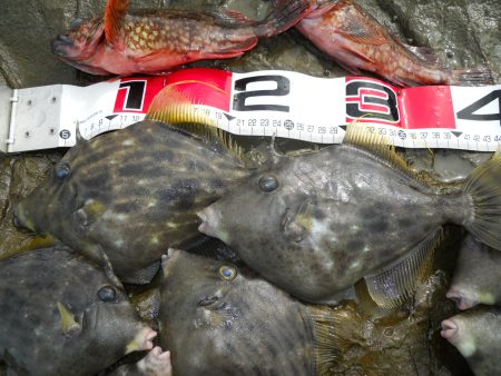 磯の探り釣りでカワハギ狙い