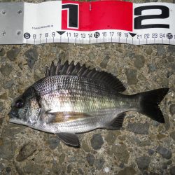 夕方~エビ撒き釣り