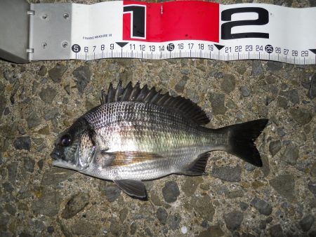 夕方~エビ撒き釣り