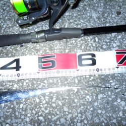 夜釣りのタチウオ釣り!?