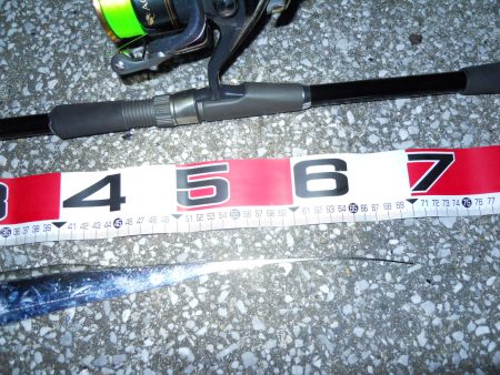 夜釣りのタチウオ釣り!?