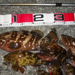 夕方~エビ撒き釣りでアコウ、ガシラ