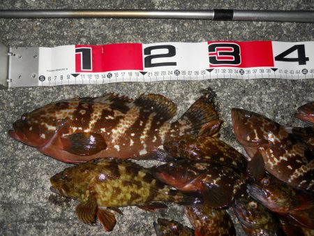 夕方~エビ撒き釣りでアコウ、ガシラ