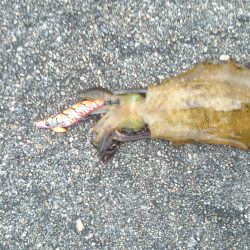 朝まづめにアオリイカ!!