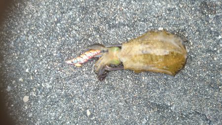 朝まづめにアオリイカ!!