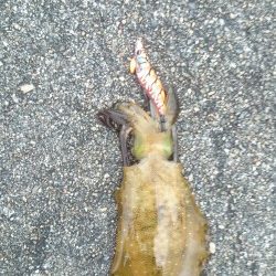 朝まづめにアオリイカ!!