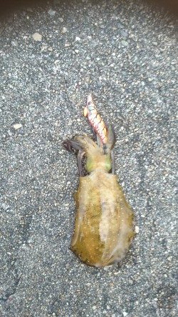 朝まづめにアオリイカ!!