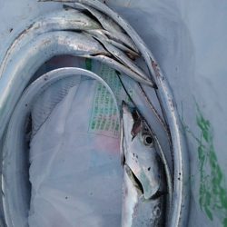 ワインド二回目