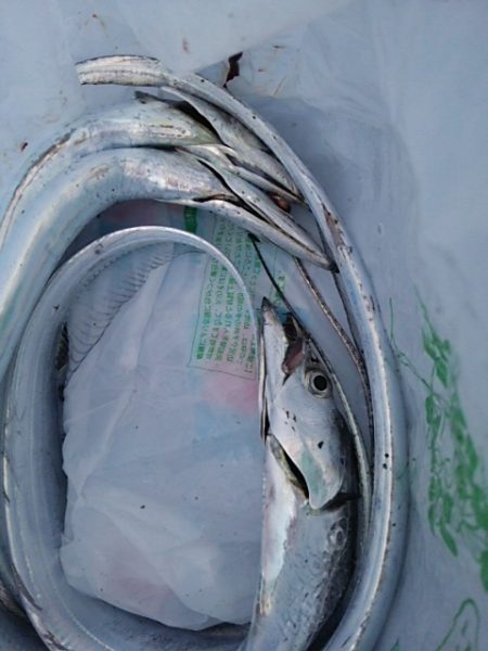 ワインド二回目