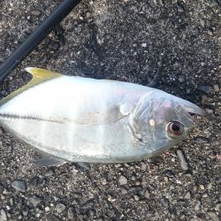 メタルジグでシマアジ