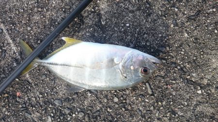 メタルジグでシマアジ