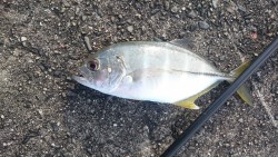 メタルジグでシマアジ