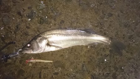 サヨリパターン