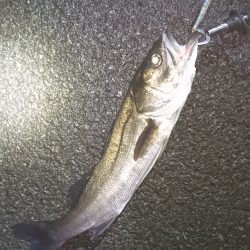 事故的ヒット・・・