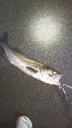 事故的ヒット・・・