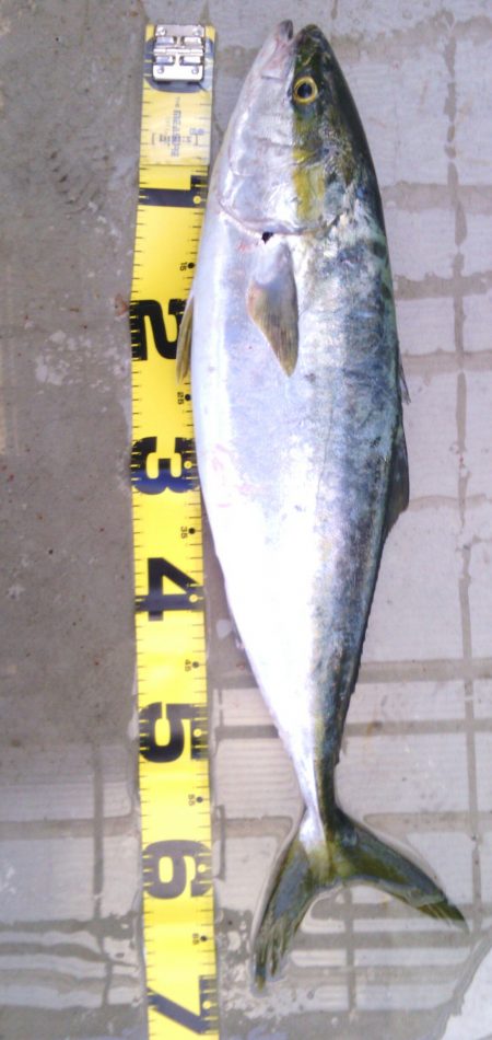 大波止でメジロ