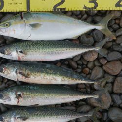 ショアジギ＆プラッキング