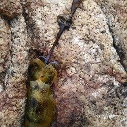 サイズUPしてきてます