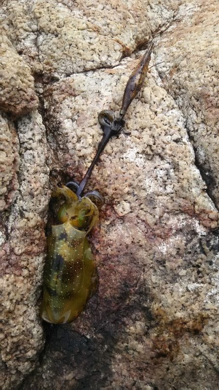 サイズUPしてきてます