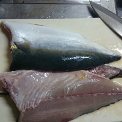 青物また釣れました！