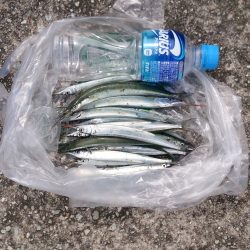 ジャンボサヨリはいづこへ．．．