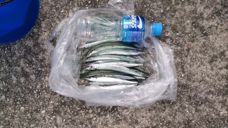 ジャンボサヨリはいづこへ．．．