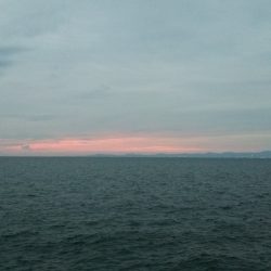 貝塚人口島でサワラ