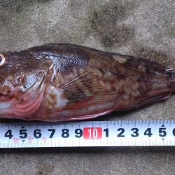 ガシラ釣り シーバス  in本荘ケーソン