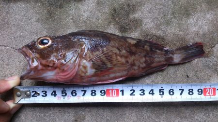 ガシラ釣り シーバス  in本荘ケーソン