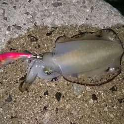 まだまだリリースサイズ！