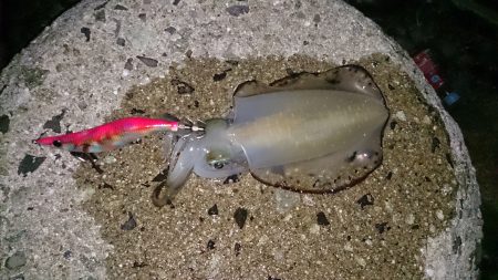 まだまだリリースサイズ！