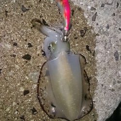 まだまだリリースサイズ！