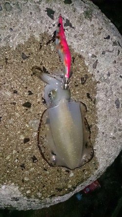 まだまだリリースサイズ！