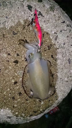 まだまだリリースサイズ！