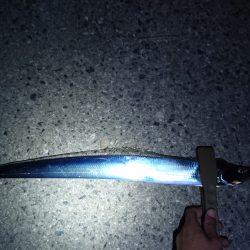 市内湾奥太刀魚狩り