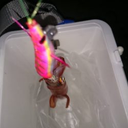 まだいけるケンサキイカ