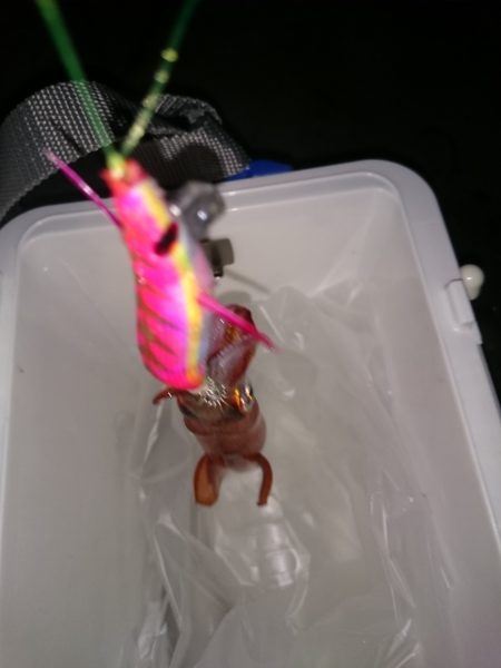 まだいけるケンサキイカ