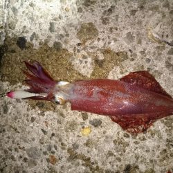 ケンサキイカとアオリイカ