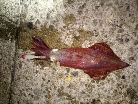 ケンサキイカとアオリイカ