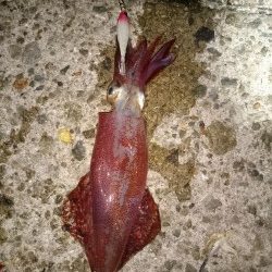 ケンサキイカとアオリイカ