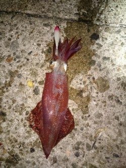 ケンサキイカとアオリイカ